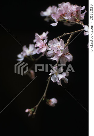 櫻花 櫻花 2031029