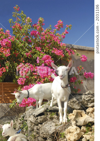 Goat's parent and child and Bougainvillea 2031106