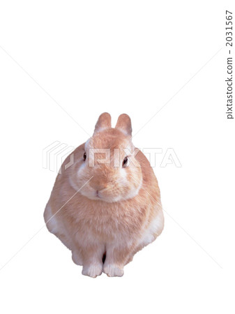Cute rabbit photo material cutout vertical 2031567