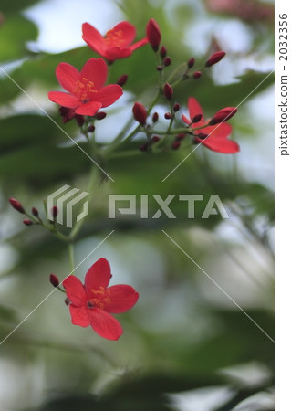 Tahitian Cherry 2032356