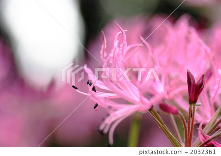 Diamond Lily 2032361