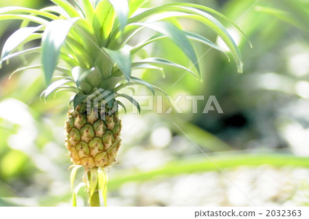 菠蘿 菠蘿 2032363