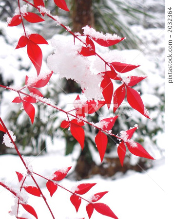 有雪的南部的天空葉子 有雪的南部的天空葉子 2032364