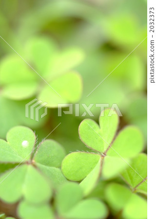 三葉草葉子 2032373