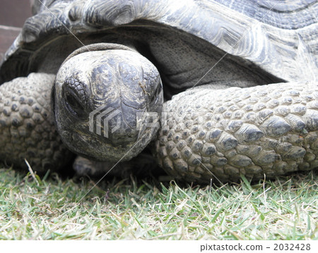 aldabra giant tortoise, dipsochelys dussumieri, giant tortoise 2032428