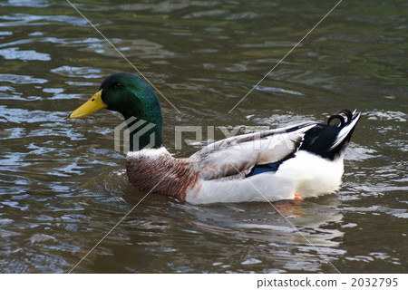 尾巴的捲曲很可愛 2032795