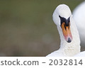 Swan 2032814