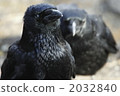 Crow  2032840