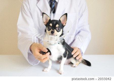 獸醫 獸醫 2033042