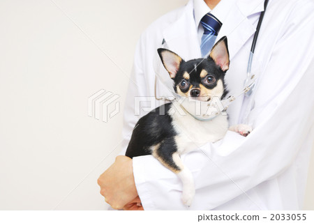 A veterinarian 2033055