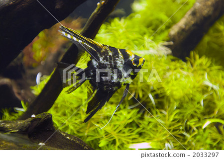 Golden marble and angel fish 2033297