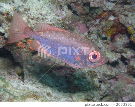 Sesame fillet Kintoki 2033591