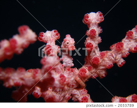 侏儒海水管 2033789