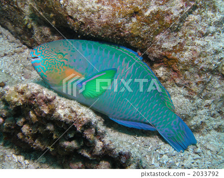 Suji But Dai 2033792