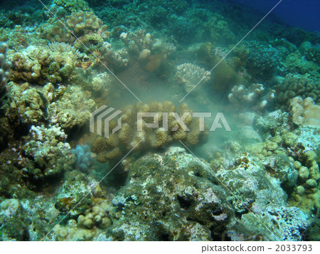 產卵的珊瑚 2033793