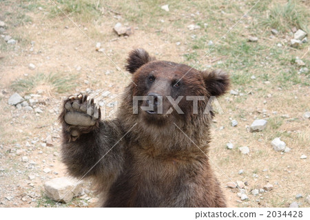 ussuri brown bear, bear, bears 2034428