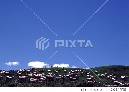 80083 Sheep New Zealand 80083 Sheep New Zealand 2034658