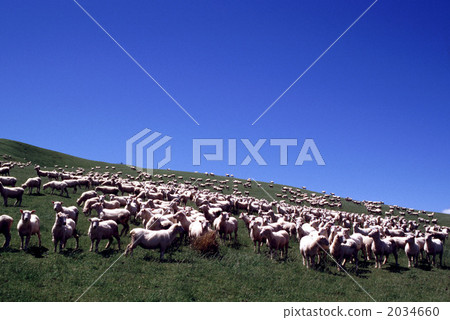 80085 Sheep New Zealand 80085 Sheep New Zealand 2034660