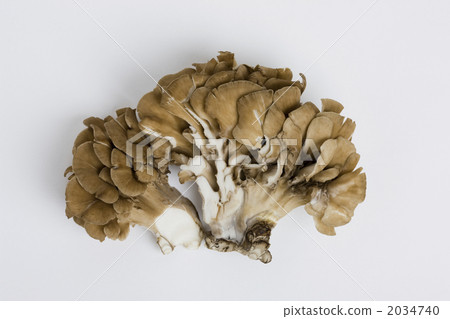 Maitake Maitake 2034740