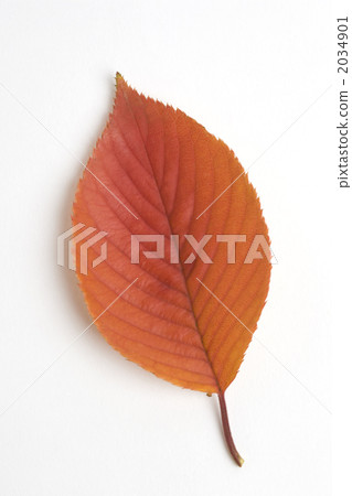 櫻花黃色葉子葉子 2034901