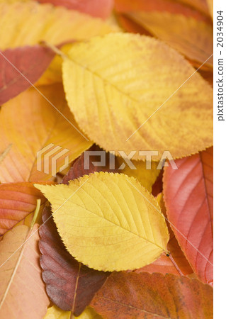 Leaves of yellow leaves of cherry blossoms 2034904