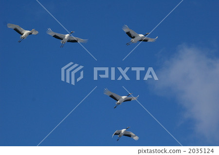 red-crowned crane, crane, cranes 2035124