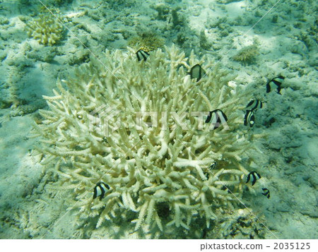 coral, branch coral, kerama 2035125