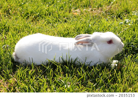 Rabbits kept at home Rabbits kept at home 2035153