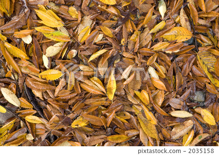 Ground covered with yellow leaves fallen leaves Ground covered with yellow leaves fallen leaves 2035158