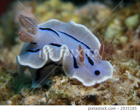 Misole Umizushi 2035185