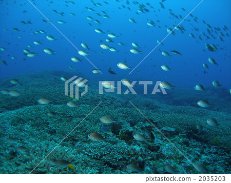 Cabraya麻雀 2035203