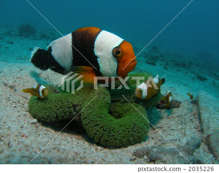 Touaka Anemonefish Touaka Anemonefish 2035226