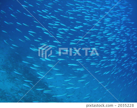 Kumazasa Hanamuro 2035228