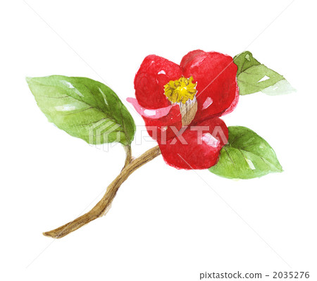Tsubakiba山茶花 2035276