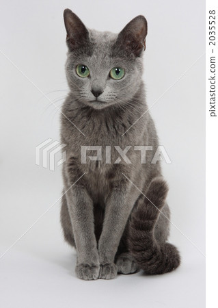 俄羅斯藍 2035528