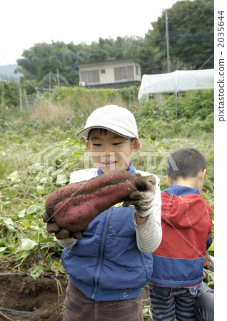 Potato digging Potato digging 2035644