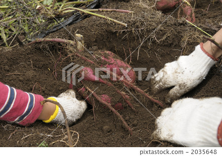 Potato digging Potato digging 2035648