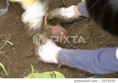Potato digging 2035650