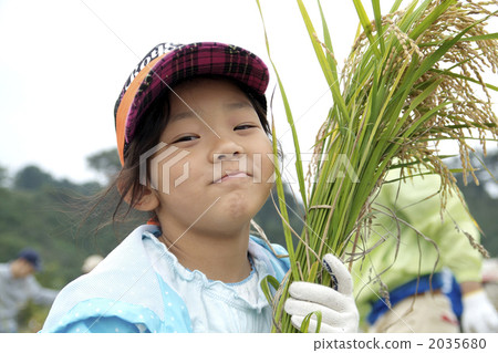 Rice harvesting experience 2035680