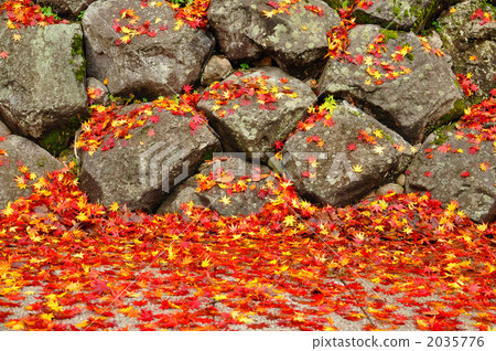 maple, yellow leafe, red leafe 2035776