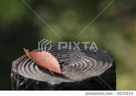 一片枯葉 一片枯葉 2035814