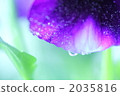 三色堇 花瓣 露滴 2035816