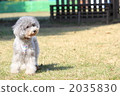 貴賓犬 貴賓狗 玩具狗 2035830