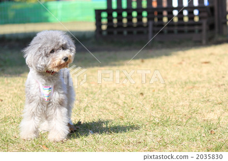 poodle, toy poodle, land mammals 2035830