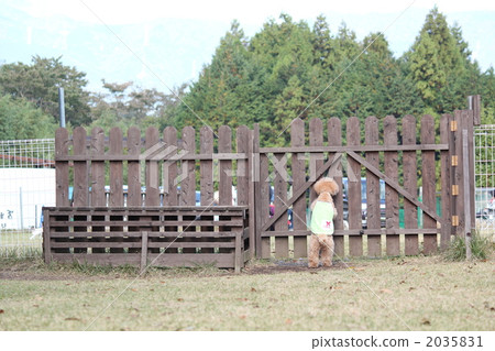 站立姿勢 背影 貴賓犬 2035831