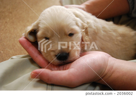 Golden retriever 2036002