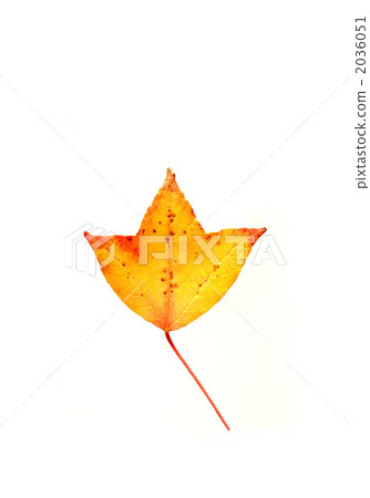 Leaves of Toukaede 2036051