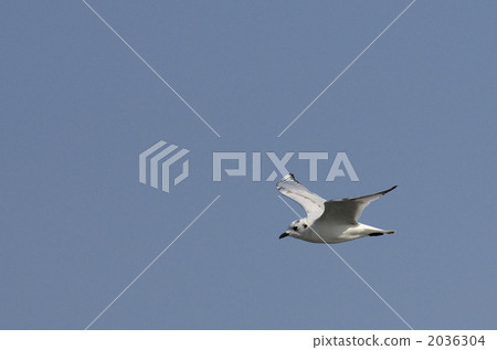 黑嘴鷗 2036304