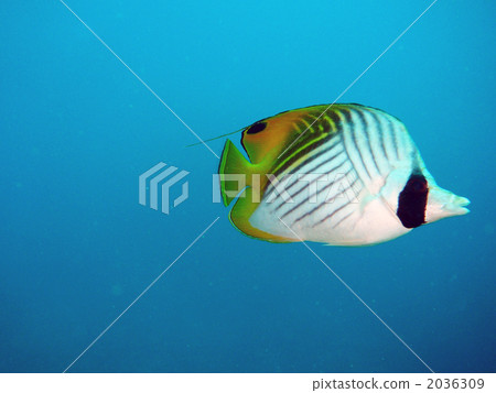 多刺的蝴蝶 2036309