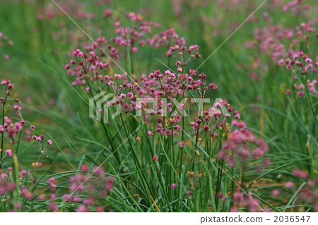 Pretty flowers in late autumn's playmates are in full bloom 2036547